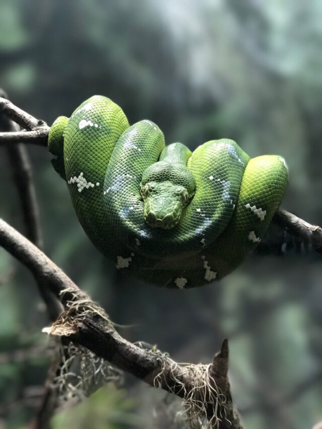 Emerald Snake