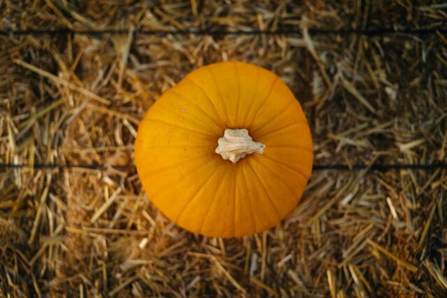 Little Pumpkin - Image 2